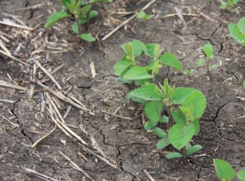 TIPS FOR SEEDING SOYBEANS 1. Plant into warm soils with minimal residue 2. Select fields with adequate moisture 3. Avoid fields with residual herbicide use 4. Plant soybeans 1-1.5 deep 5.