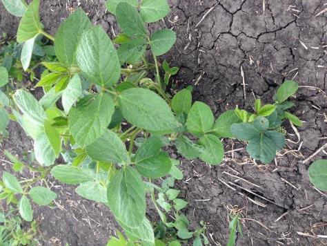 PRE-SEED 2,4-D INJURY TO SOYBEAN