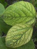 IRON DEFICIENCY CHLOROSIS IDC is a nutrient deficiency