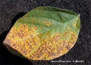leaf diseases are rarely yield limiting