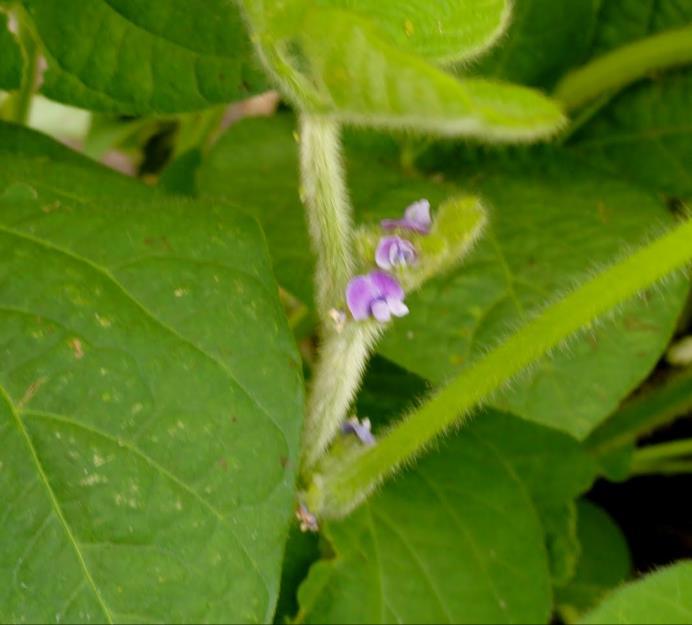 FUNGICIDES REGISTERED Control / Suppression of White Mould in Soybean (Saskatchewan