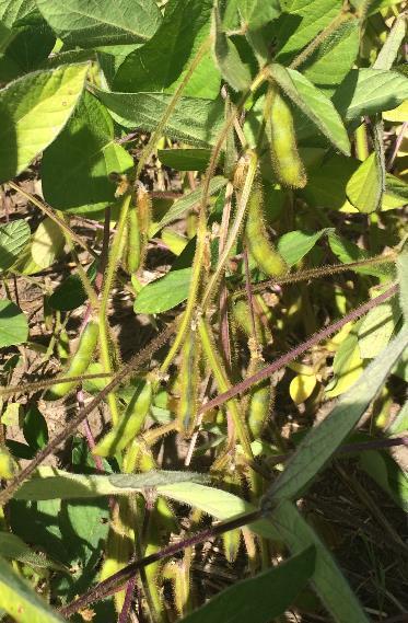 ESTIMATING SOYBEAN YIELD Key Components Number of Pods / Plant Number of Seeds