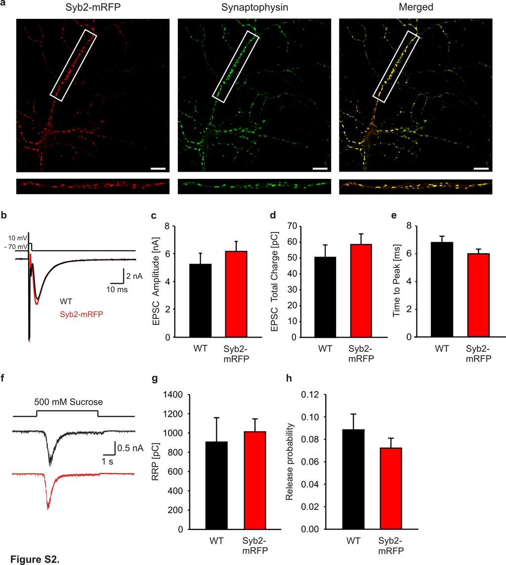 Supplementary Figure S3. Localization and synaptic transmission is unaltered in neurons from Syb2-mRFP knock-in mice.