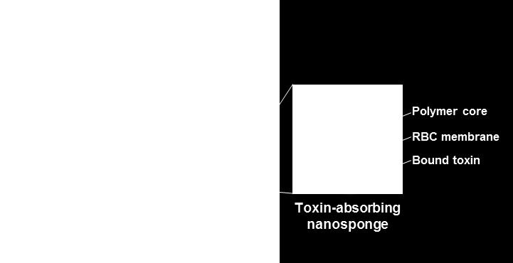 The toxin nanosponge was constructed with a polymeric core wrapped in natural red blood cell (RBC) bilayer membrane and was subsequently