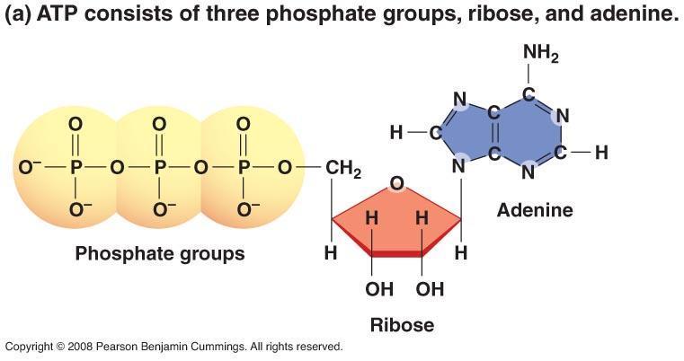 ATP - Adenosine Tri Phosphate Structure: