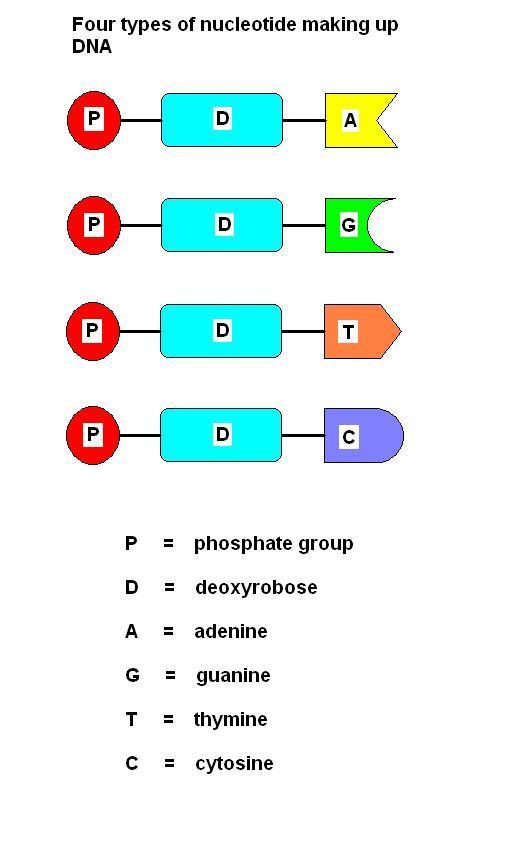 THE STRUCTURE OF DNA DNA is a molecule that is made up of many repeating units called NUCLEOTIDES.