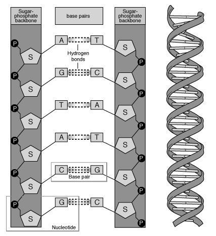 together in repeating units in various orders, a double stranded molecule of DNA results.
