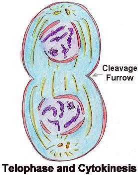 CYTOKINESIS Completes the cell division process by dividing the cytoplasm into two daughter