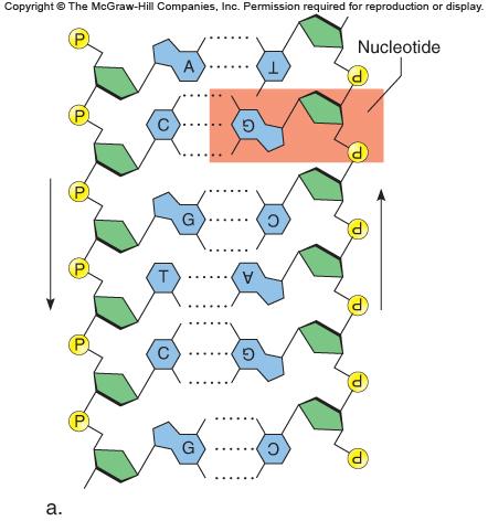 Two polynucleotide chains align