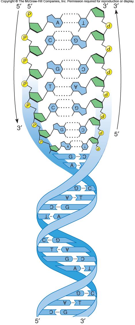 One strand of the double-helix runs in a 5 to 3 direction,