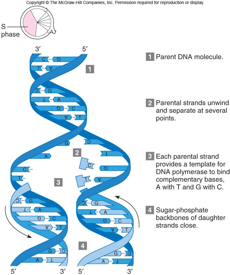 Overview of DNA