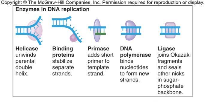 Enzymes in DNA Replication http://highered.mcgrawhill.