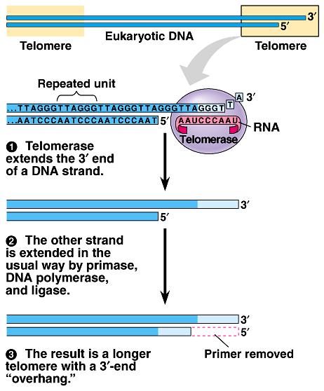 Telomerase- an enzyme (riboprotein) that extends the 3 end of the DNA strand by adding a repeated sequence of 6-nucleotides