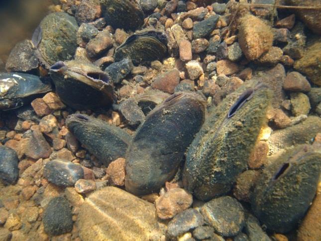 Freshwater Pearl Mussel/ Hen harrier