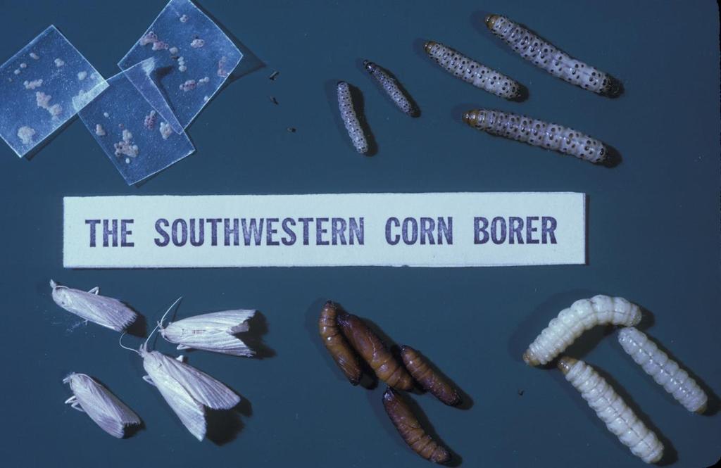 Southwestern Corn Borer Susceptibility to Bt Corn