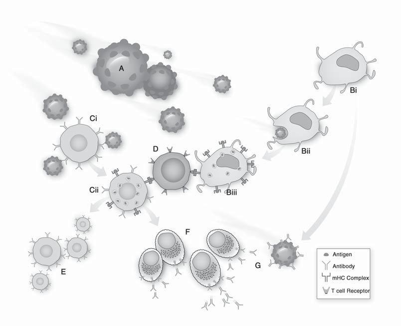APPENDIX A BI Ci D Bii Cii Biii F E G Fig. 16. Summary of immune cell and pathogen interactions. Immune cells are the soldiers of the acquired immune response. Macrophages (Fig 16.
