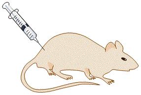 SIGNIFICANCE OF CRISPR Can create mouse models of human diseases much more quickly than before.