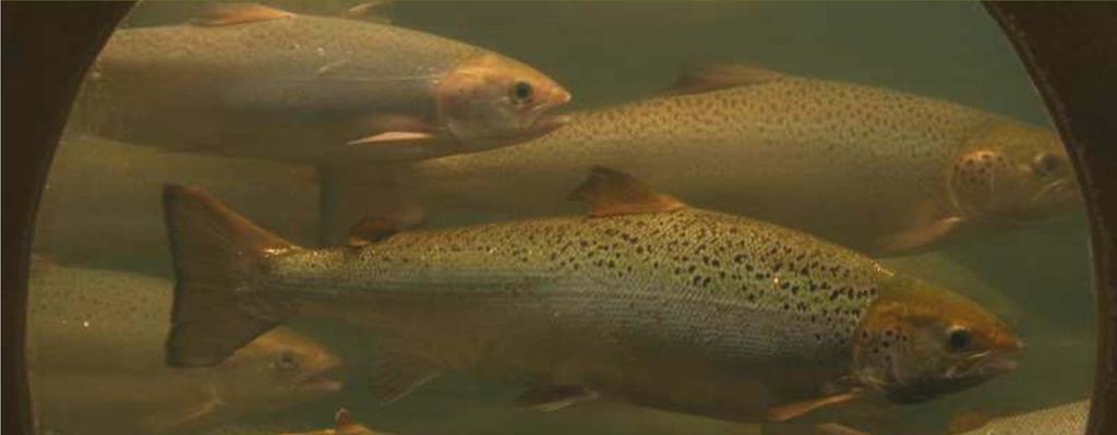 Atlantic Salmon Growout Trials in Freshwater Closed-