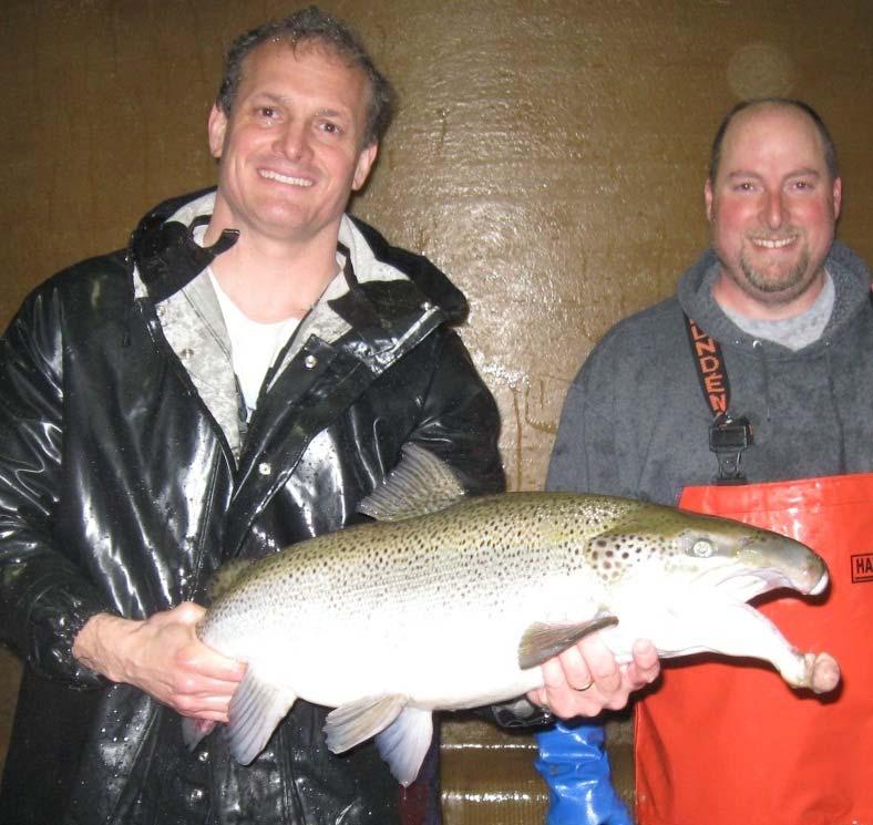 1/2 of male St John River strain salmon