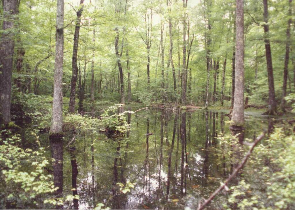 >½ Wetlands are depressional and isolated In TN, isolated means not connected to neighboring properties by surface or groundwater Tennessee Legislation Tennessee Water Quality Control Act of 1977