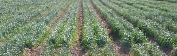 wheat nurseries in NW Mexico