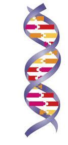 DNA Molecule We call the