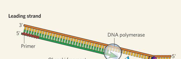 On the leading strand The enzyme DNA polymerase controls the sugarphosphate bonding between nucleotides on the new DNA strand. This will only work if it has two nucleotides to join.