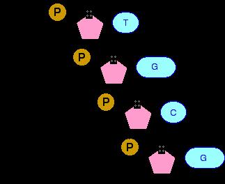 DNA Strand There is a strong chemical (covalent) bond between the phosphate and sugar and bases