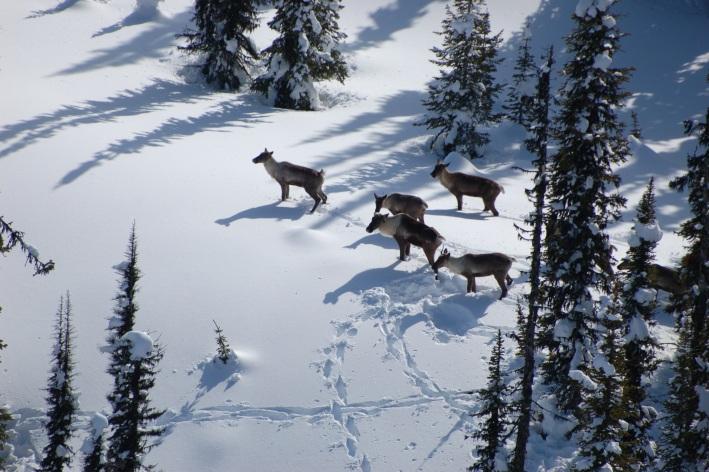 Scope The objective of the investigation was to determine the extent of timber removal in mountain caribou habitat by harvesting, road-building, heli-landing construction and other minor activities,
