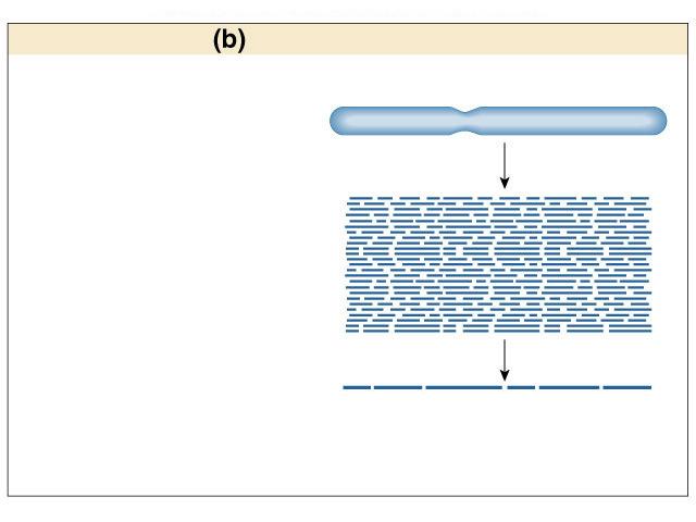 Cut DNA segment into fragments, arrange based on overlapping