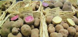 PAPA AMARILLA PROPERTIES Andean native potatoes have the capacity to grow in extremely harsh conditions.