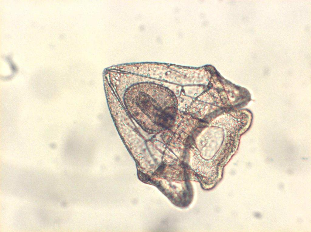Artemia cysts Otohime micropellets Copepods Tigriopus