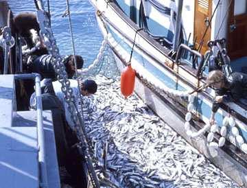 Pacific herring.