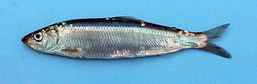 Project Goals Develop herring embryo and larval test protocols Compare sensitivity to EPA