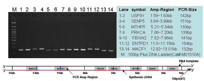 All-in-One First-Strand cdna Synthesis Kit VI.