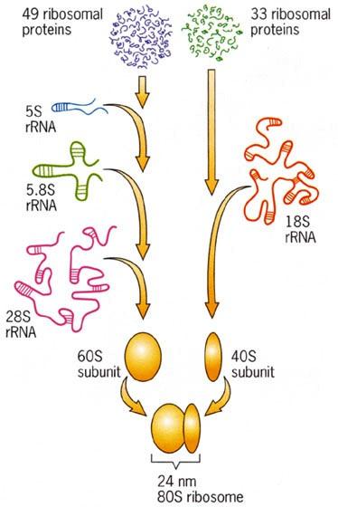 Functionally competent ribosomes 1. Ribosomal RNA: Eukaryotic ribosomes contain 4 rrna. The 60S contain 5S RNA, 5.8S RNA & 28