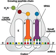 Functionally competent ribosome - During translation the A site binds the incoming new aminoacyl-trna as directed by the mrna codon in the A site to add a new amino acid to the polypeptide chain.