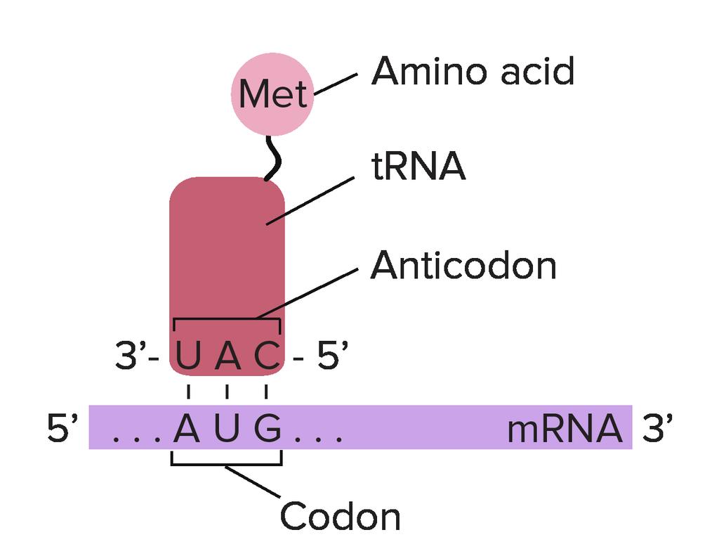 Codons and anti-codons Codon recognition by trna: - The correct-fullness of base-pairing between the mrna codon and the trna anti-codon