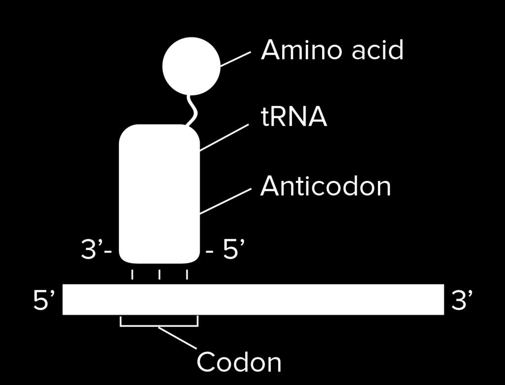 Anti-parallel binding between codon and anti-codon: - The mrna codon is read from 5' to 3' by trna anti-codon pairing in flipped