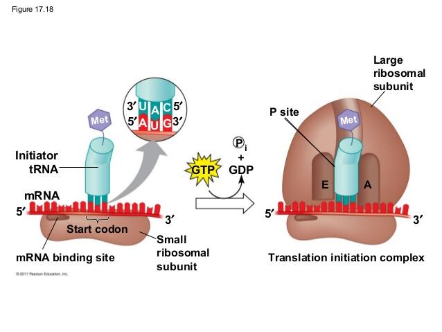 a. Initiation of translation A. Initiation: - Include assembly of the components of the translation machine (ribosome), before peptide bonds formation.