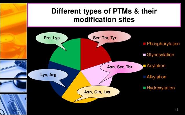 Post-translation modification of proteins Many proteins are covalently modified while still attached to the ribosomes or after their synthesis