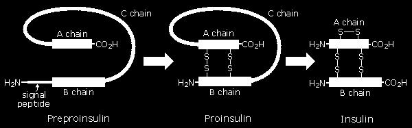 a. Trimming New proteins to be secreted from the cell are synthesized as large molecules (precursor molecules), which are not active, to be active the proteins are cleaved by endoproteases.