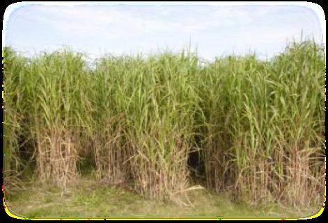 Traditional Biomass System Carbon Flow The 5 and 6 carbon sugar