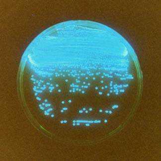 Culture of the luminobacterium Vibrio fischeri FMNH2 + O2 + RCHO luciferase enzyme hn (490 nm) + FMN +