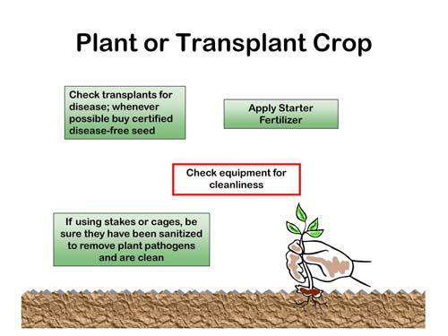 When crops are planted or transplanted, consider the cleanliness of the equipment.