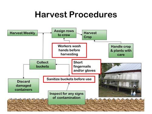 Harvest containers should be cleaned thoroughly both inside and out at the end of each day.