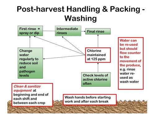 The packing area is especially important in developing Good Agricultural Practices. Hands should be washed before starting to work and after each break.