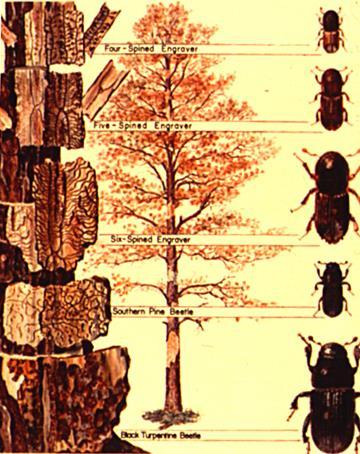 Contributing factors: Beetles are first attracted to weak, stressed and/or wounded trees; however, during outbreaks of SPB, healthy trees may be attacked.