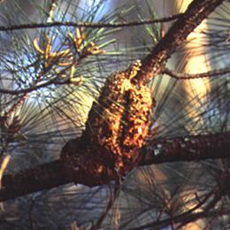 (Feb/March) and lays eggs on needles at branch tips. Larvae first feed on the needles then bore into shoot tips, where pupation occurs. There are three to five generations per year.