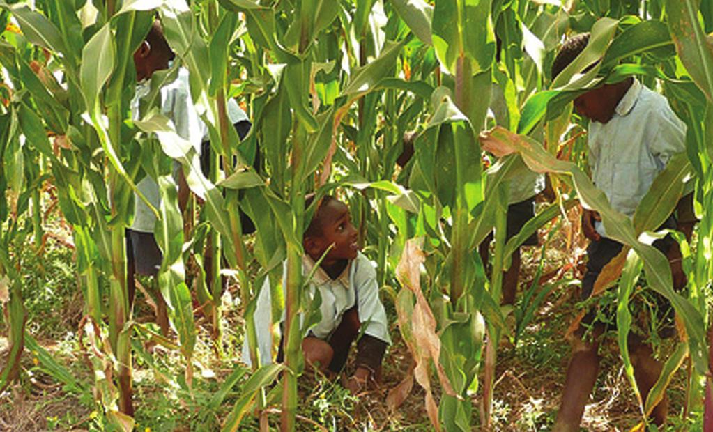 Better seeds, better yields Tinashe Chiurugwi and Sean Butler ILRI Food and nutrition security is a major challenge facing the world s govern - ments, especially in developing countries.